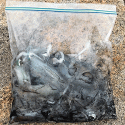 男鹿島秋エギング(2017-5)