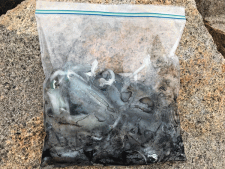 男鹿島秋エギング(2017-5)