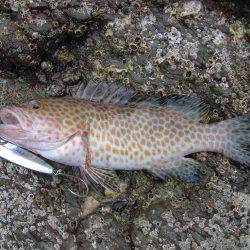 ショアジギングでオオモンハタ、アオハタ、アカエソ、マゴチ