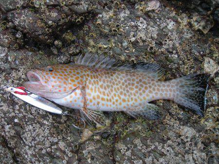 ショアジギングでオオモンハタ、アオハタ、アカエソ、マゴチ