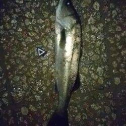 ソラリアでシーバス