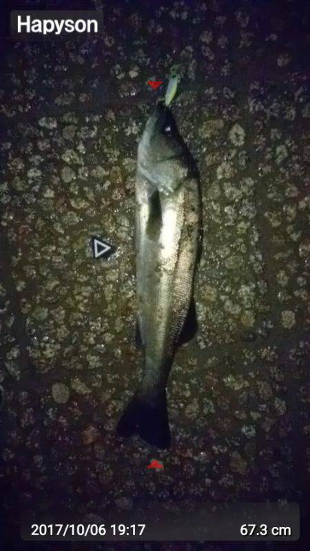 ソラリアでシーバス