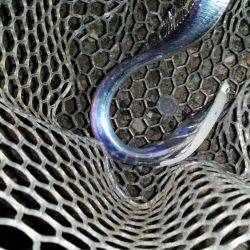 太刀魚は好調のはず