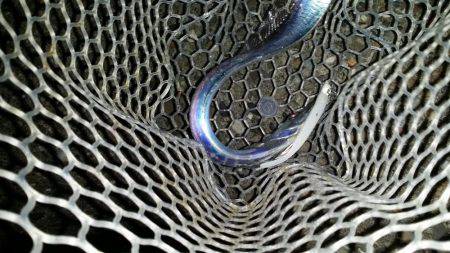 太刀魚は好調のはず