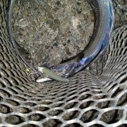 好調の太刀魚です