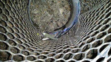 好調の太刀魚です