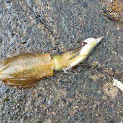 何故か秋イカ終盤？