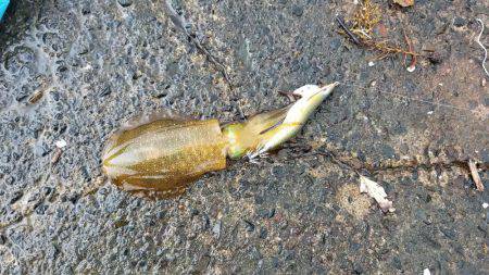 何故か秋イカ終盤？