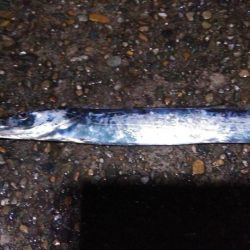 本荘人工島引きずりでタチウオ8匹