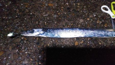 本荘人工島引きずりでタチウオ8匹