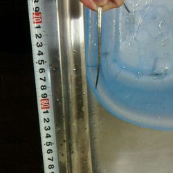 台風前に太刀魚