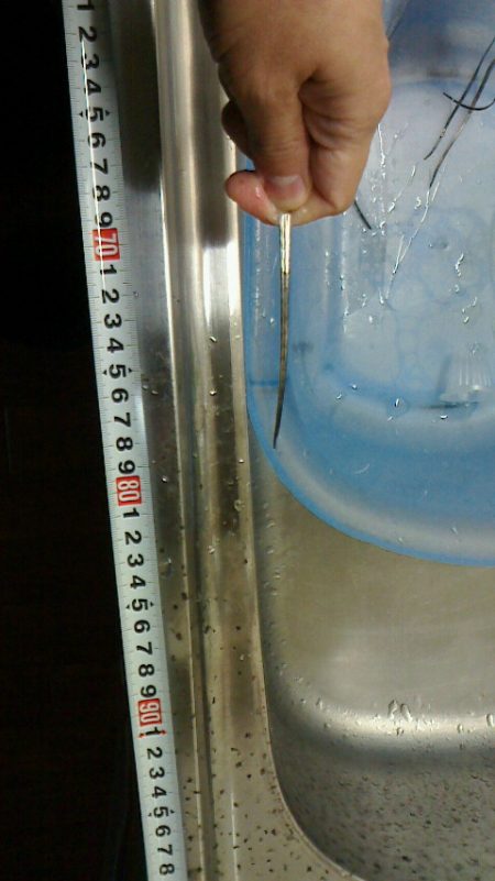 台風前に太刀魚