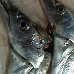 ちょこっと太刀魚調査