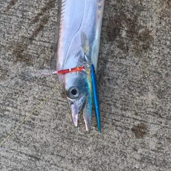 水軒    朝のタチウオ釣り！