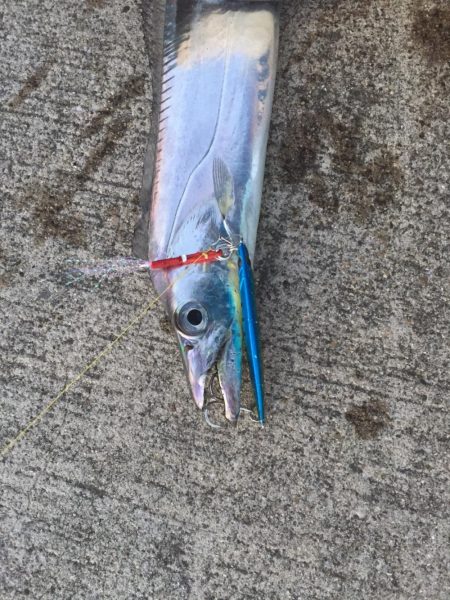 水軒    朝のタチウオ釣り！