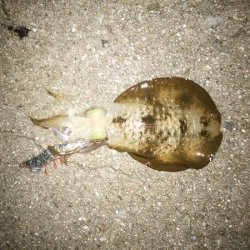 シーバスのトップゲーム