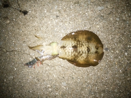 シーバスのトップゲーム