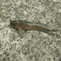 ヒイラギ、メジナ、ギンポ