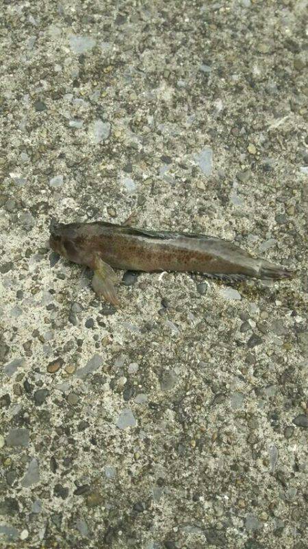 ヒイラギ、メジナ、ギンポ