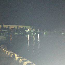 アジ探し 大阪南