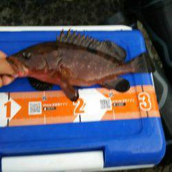 ガシラを求めて