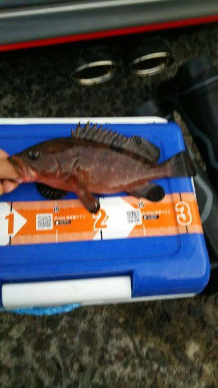 ガシラを求めて