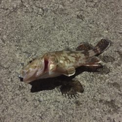 風が強いアジング