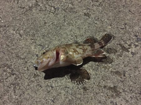 風が強いアジング