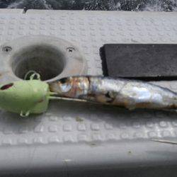 神戸沖 船太刀魚 西宮釣人家にて