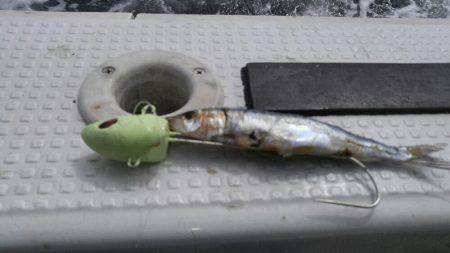 神戸沖 船太刀魚 西宮釣人家にて