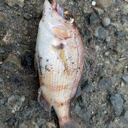 タチウオ釣り…マナー悪し…