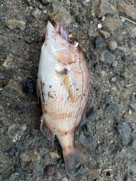 タチウオ釣り…マナー悪し…