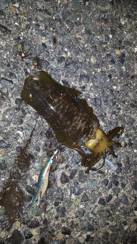 秋アオリが釣りたい～season3～