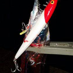 雨上がり太刀魚調査！