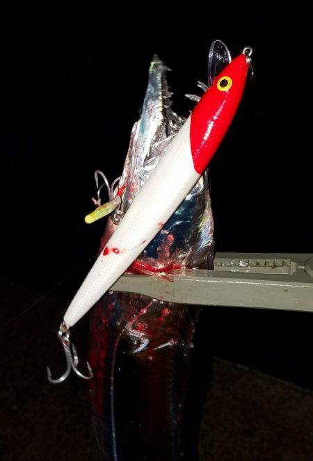 雨上がり太刀魚調査！