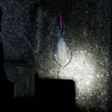 日々成長するアオリイカ