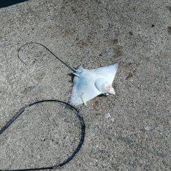 西野渡船さんを利用