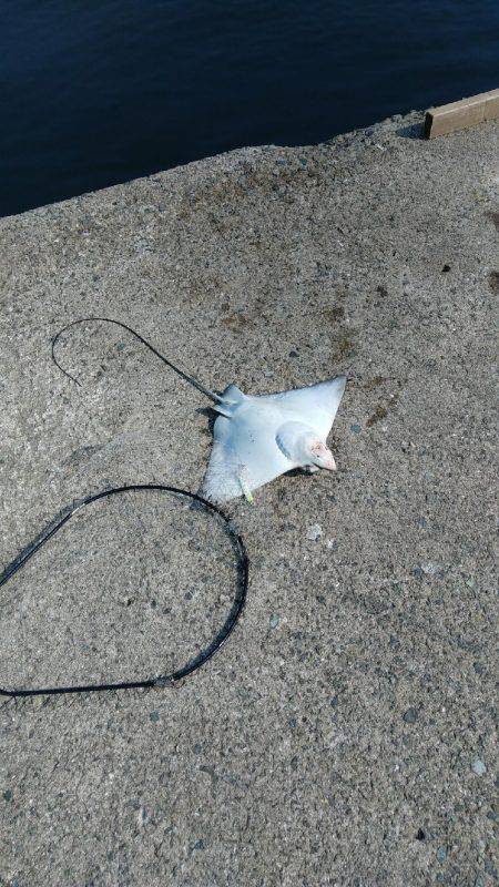 西野渡船さんを利用