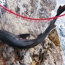 勝負になりません(^_^;)