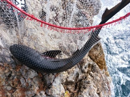 勝負になりません(^_^;)