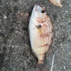 少しはマシになってきた♪(笑)