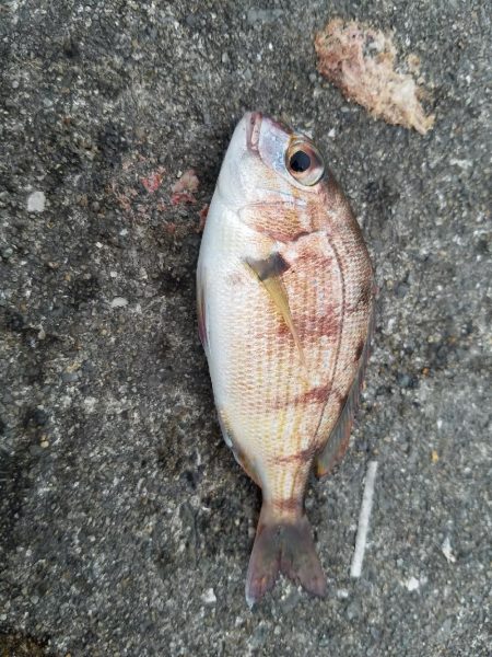 少しはマシになってきた♪(笑)