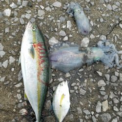 早朝フィッシング