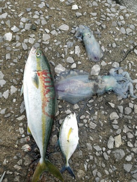 早朝フィッシング