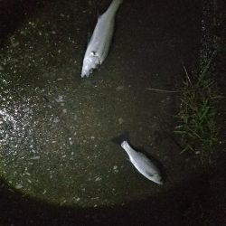 シーバスフィッシング