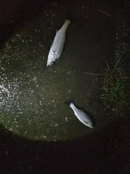 シーバスフィッシング