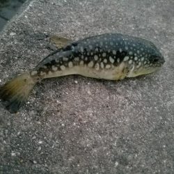 この釣り場もそろそろ終わりかなぁ