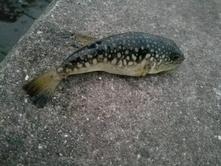 この釣り場もそろそろ終わりかなぁ