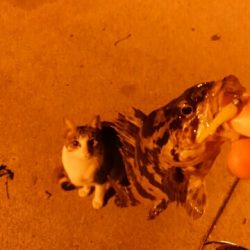 アジングとエギング