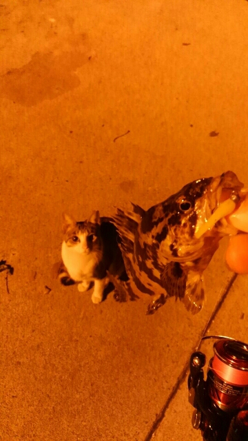 アジングとエギング